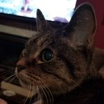 Tracy Kenney - @hey_hey_were_the_monkees - Instagram