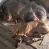 Tracy Kitchens - @tracy.kitchens3 - TikTok