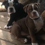 Tracie Kepler-Knecht - @bossbabebulldogges - Instagram
