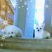 Tracey Kovacs - Facebook