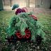 Tracy Kraft - Facebook