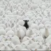 Tracy Lackey - @joseph.agyemang96 - TikTok