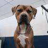 Tracy Lake - @ronan.the.pitbull - TikTok