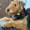 tracylamplughmcar - @tracylamplughmcar - TikTok