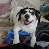 tracylawson981 - @tracylawson981 - TikTok