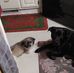 Tracy Lehmann - Facebook