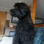 Tracy Leighton - @luce_doodle - Instagram