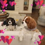 Tracey LeNoir Girouard - @traceyg1967 - Instagram