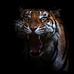 Tracy Lewin - Facebook