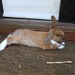 Tracy Lewing - @lewingtracy - Instagram