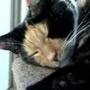 Tracey Lightfoot510 - @kitty14441 - TikTok