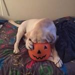 Tracy Lowry - @tbqk16 - Instagram