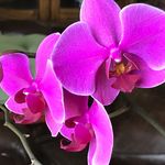 Carol Tracy Luce - @luce2227 - Instagram