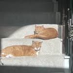 Tracy Cook Luckey - @cooklucktl - Instagram