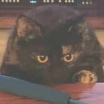 Tracy Luckey McConkey - @libraladyflorida - Instagram