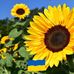 Tracey Louper - Facebook