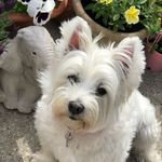 Tracy @ Maes Modern Vintage - @maesmodernvintage - Instagram