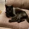 Tracy Maloy - @blackcat_mom - TikTok