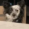 Tracy Mancuso-Korpai - @tracymancusokorpai - TikTok