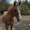 Tracy Mansfield - @tracy.mansfield3 - TikTok