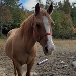 Tracy Mansfield - @tracymansfield7 - Instagram