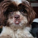 Tracy Martindale - @flat_creek_boer_goats - Instagram