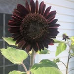 Tracy Mata - @foodsreadyatmoms - Instagram