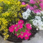 Tracy Maxfield - @maxcozyhome_ - Instagram
