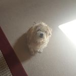 Tracy Mayes - @tracymayes60 - Instagram