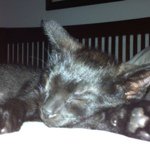 Tracy McCarty - @lunchmittens - Instagram