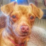 Tracy McCormack Meyer - @mccormackmeyer - Instagram