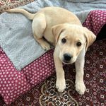 Traci Klingerman McGlynn - @baker_and_me - Instagram