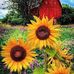 Tracy McVey - Facebook