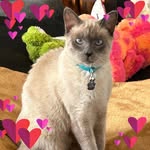 Tracey Ann Messina - @craz4dago - Instagram