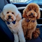 Tracy Mockler - @tracymockler - Instagram