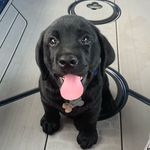 Moose - @moose_holden_tracy - Instagram