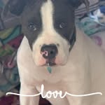 Tracy Kaminski Mulligan - @tootlessuggieshack - Instagram