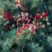 Traci Chapman Napier - Facebook