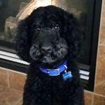 Tracy Neumann - @tracyn98 - Instagram