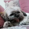 Tracy New - @tracy.new6 - TikTok