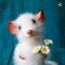 Tracy Oravec - Facebook