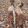 Tracy Horner - @tracy.horner - TikTok