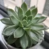 Tracy Phan - @tracy.phan14 - TikTok