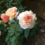 Tracey Philpot - @tracey.philpot - Instagram
