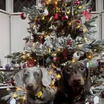 Tracy Pope - @tracycresswell66 - Instagram