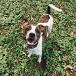 Tracy Rau Hartman - @roger_doger721 - Instagram