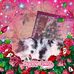 Tracy Rees - Facebook