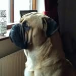 Tracy Rolfe Stott - @harvey1chunkie - Instagram