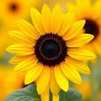 Tracy Rosser - Facebook