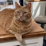 Tracy Lavely Rusko - @tracyrusko - Instagram